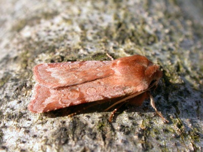 Red chestnut (Cerastis rubricosa) Kenneth Noble
